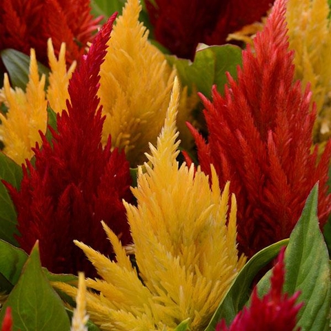 Close-up of red and yellow celosia.
