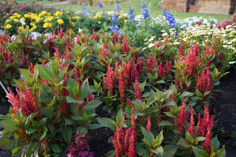 Red celosia flowers in a flower bed.