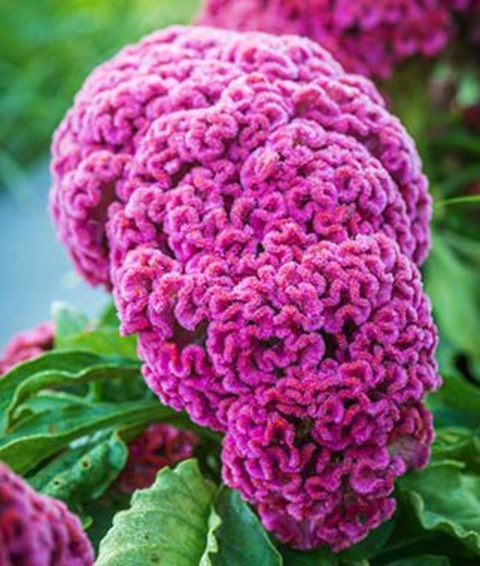 Close-up of bright pink celosia with a coral-like flower.