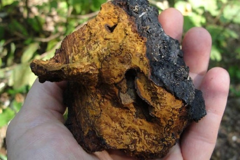 A chunk of chaga showing the inside of a chaga conk.