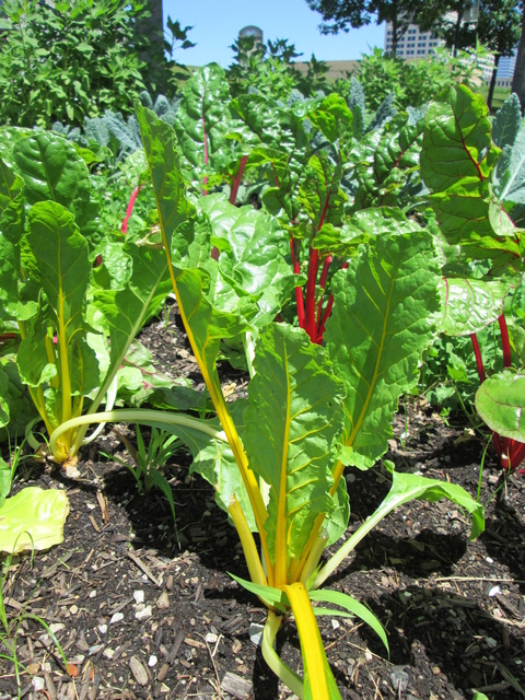 Rows of yellow and red stemmed chard in a garden.