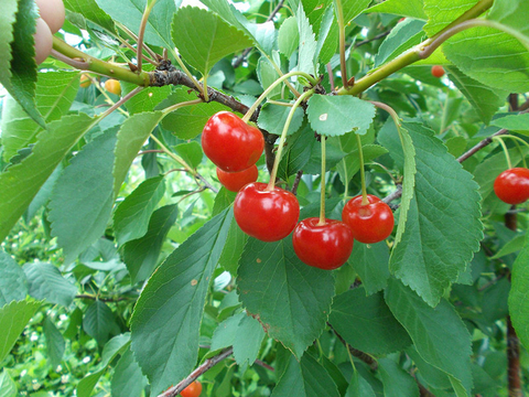 bright red cherries hanging on a branch on a tree