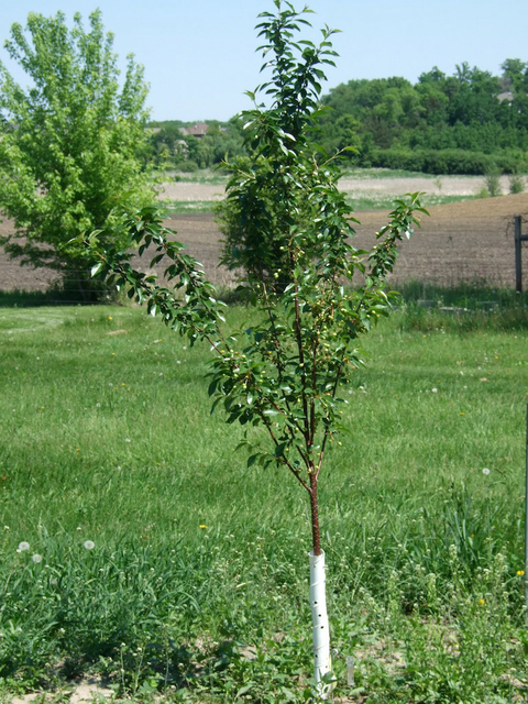young tree with green leaves and lower trunk covered in a white plastic. in a grassy field with other trees and dirt field in backgound