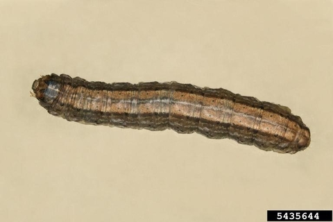 claybacked cutworm