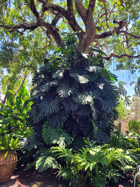 Large green monstera deliciosa leaves with deep cuts and holes climbing up the trunk of a tree.