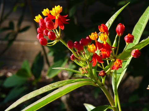 A milkweed plant is shown with striking bright orange petals with a fringe of red sepals.