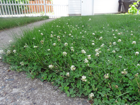 Suburban backyard with lawn that has clover flowers with sidewalks along the left edge.