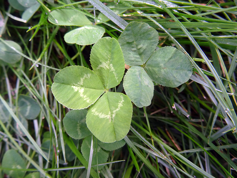 Several leaves of white clover within a lawn. Some with white markings.