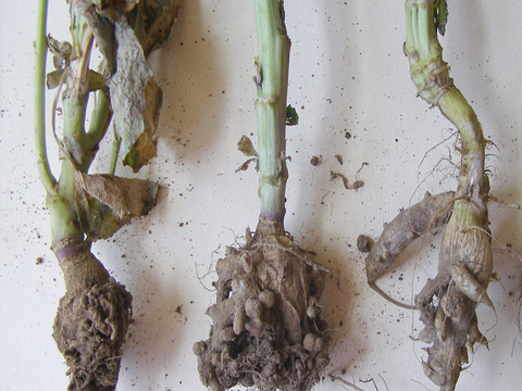 Soil-covered, swollen, club-like roots on pulled-out plants
