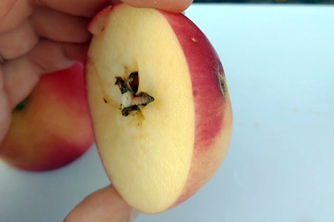 A codling moth larvae inside a ripe apple.