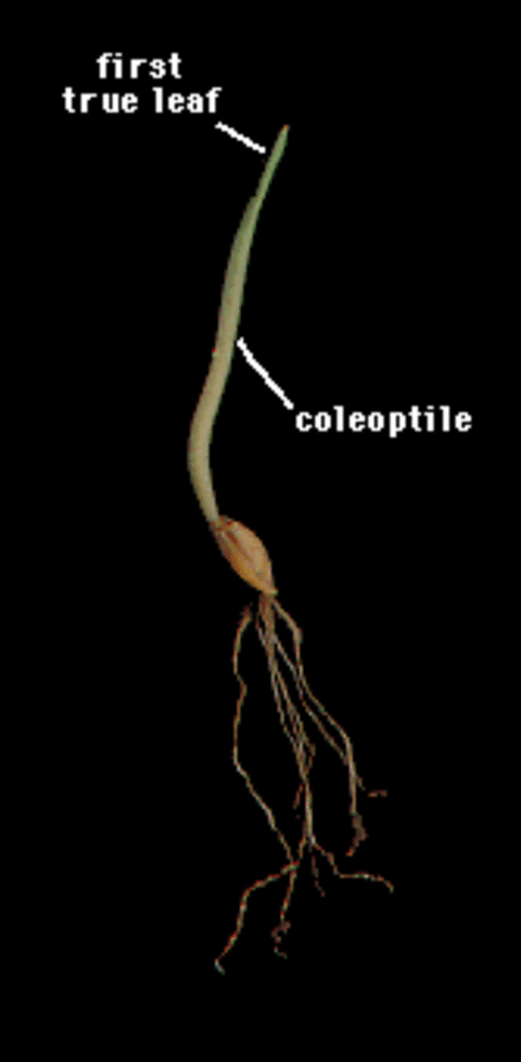 first true leaf emerging through coleoptil