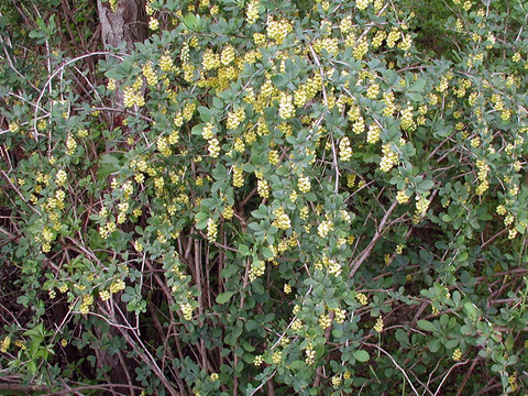 common barberry bush with yellow flowers