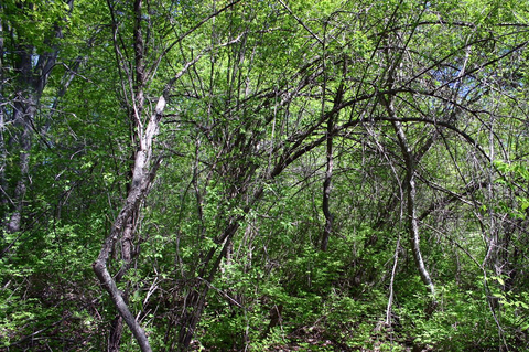 common buckthorn tree in the woods