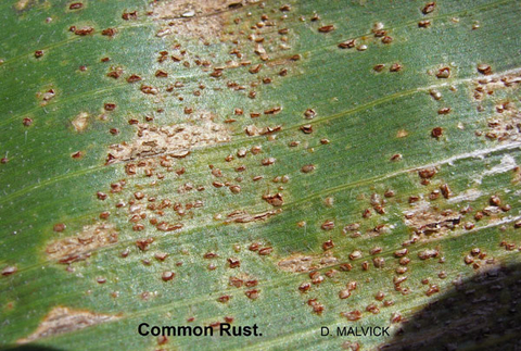 close up of corn leaf with raised brown spots.
