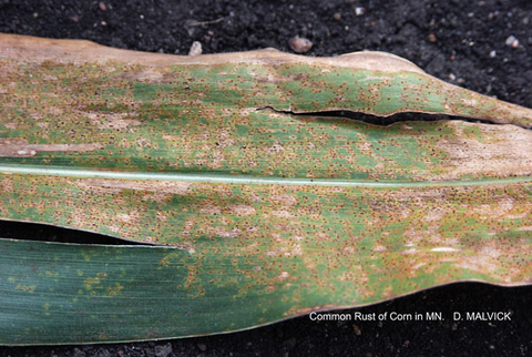 corn leaf with tan areas and many brown spots.