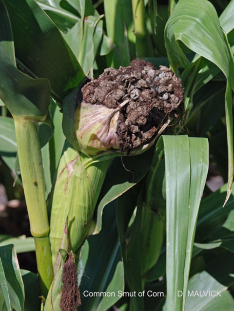 large brown growth covered with silk on ear of corn.