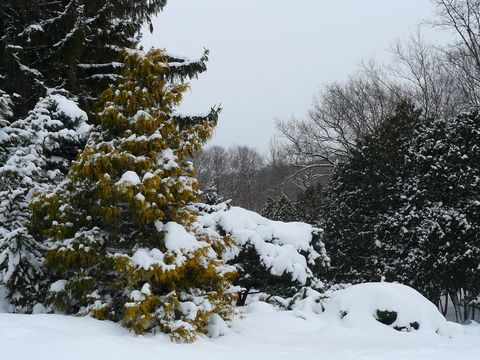 Various evergreen trees in a group in a garden setting.