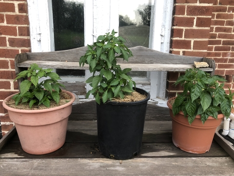 Three mulched pepper plants in pots.