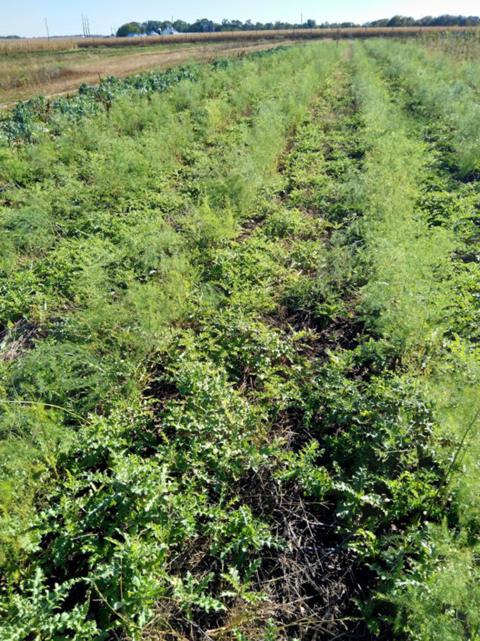 Photo of weed management