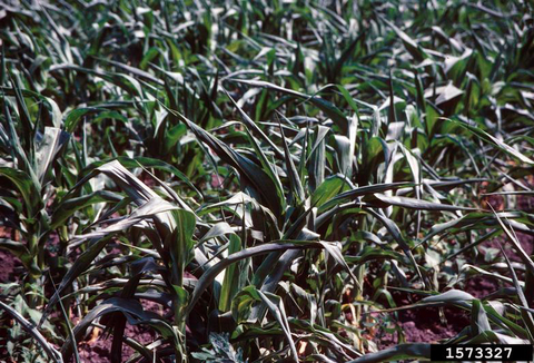 Corn plants with rolled leaves due to drought stress in a field.
