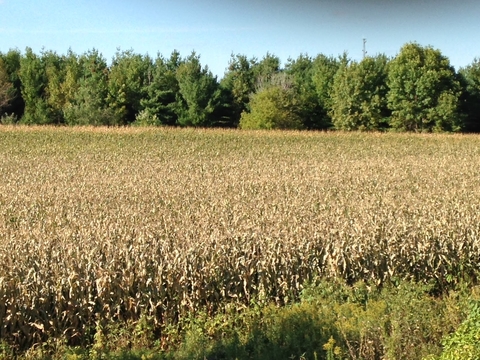 corn field with brown leaves