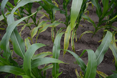 corn plants with lower leaves turning brown and striped appearance on the rest of the leaf