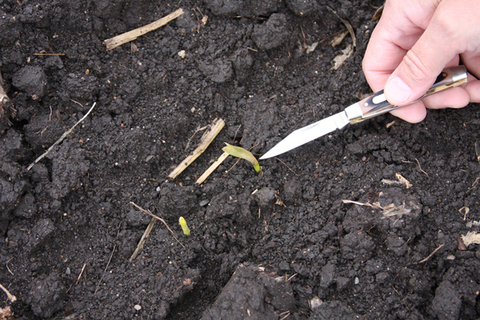 corn-seedling-frost-damage