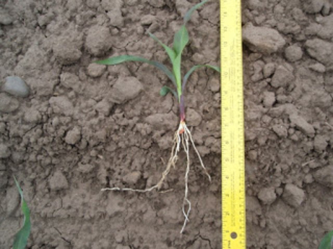 Corn seedling, including roots, laying on top of soil with measuring take next to it. Root and shoot are the same length