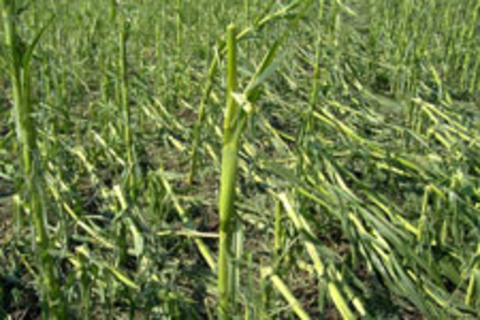 corn plant with stalk breakage and leaf loss
