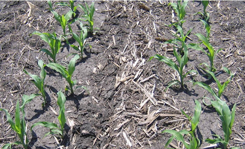 two twin rows of young corn plants