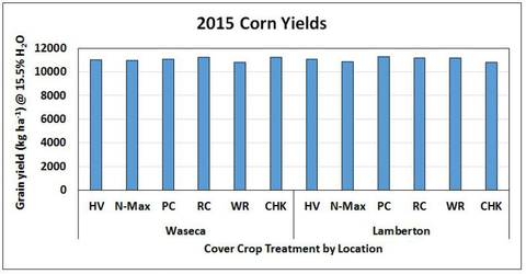 bar chart showing similar corn yields across locations and type of cover crop