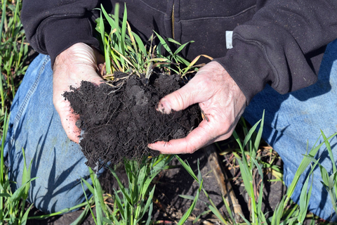 Hands holding a large chunk of dark soil with cover crops and visible roots.