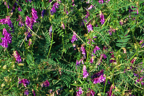 Cow vetch and hairy vetch in grass