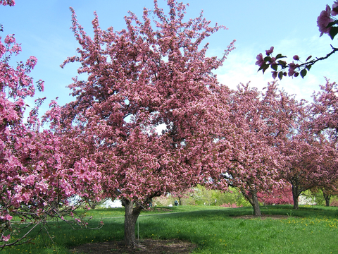 Crabapple tree with pink flowers in an orchard of other pink-flowered crabapple trees.