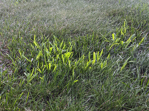 A small patch of light green crabgrass surrounded by dark green turfgrass.