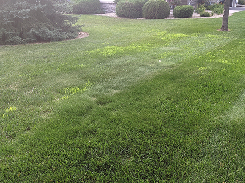 A mowed lawn with patches of light green crabgrass growing among dark green turfgrass.