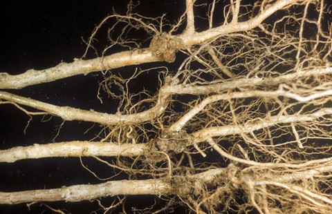Yellowish roots with tiny brown tumor-like formations