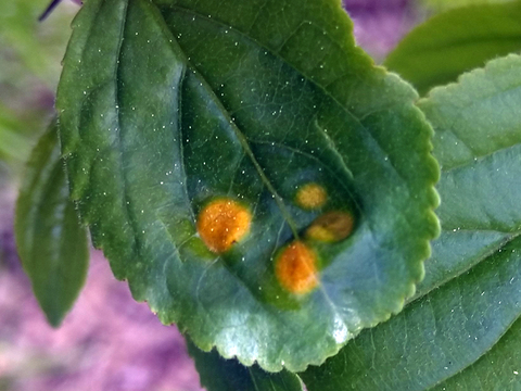 A buckthorn leaf with four yellow, fuzzy spots of crown rust.