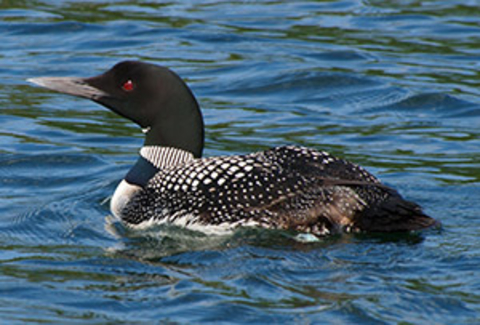 Loon floating on a lake