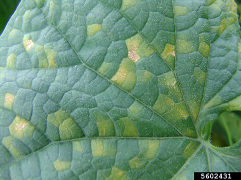 Angular yellow spots on green cucumber leaf.