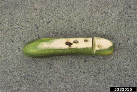 A cucumber on a hard surface. It has a long white area along one side dotted with fungal spots.