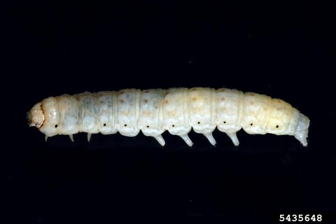Sandhill cutworm