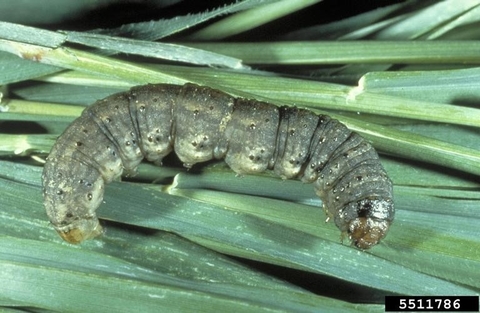  Black cutworm larvae