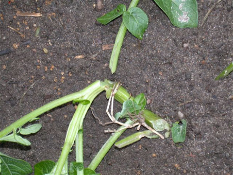 Green stems, cut at the base, bending over in the soil