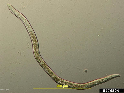 Worm-like stem and bulb nematode, viewed with magnification