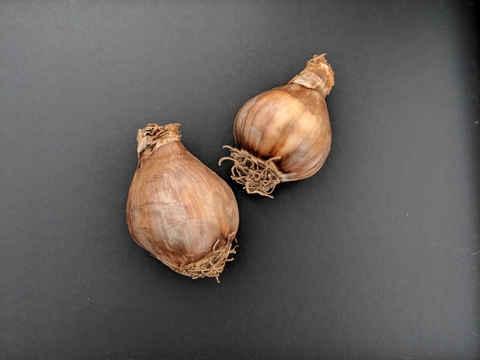 Two daffodil bulbs with brown papery skins and some visible roots