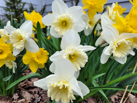 Yellow and white daffodils in a spring garden bed.