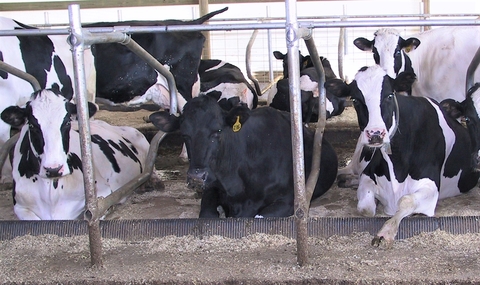 A number of cows lying down in an open free stall area
