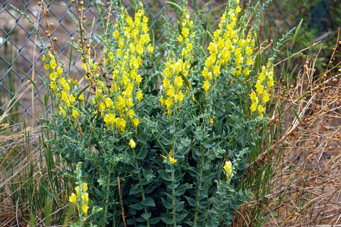 group of tall yellow dalmatian toadflax