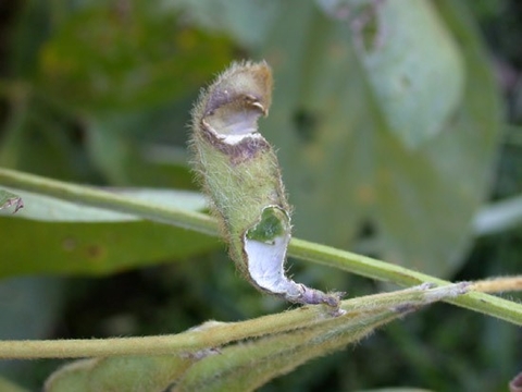 soybean pod damaged/eaten by a grasshopper